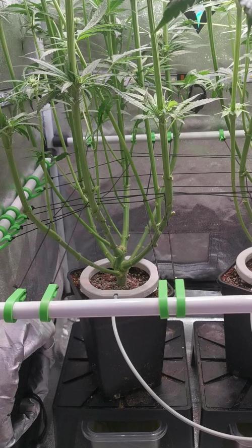Lemon Z Dutch Passion Coco Grow