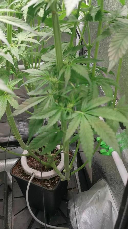 Tiger Style Dope Seeds Coco Grow
