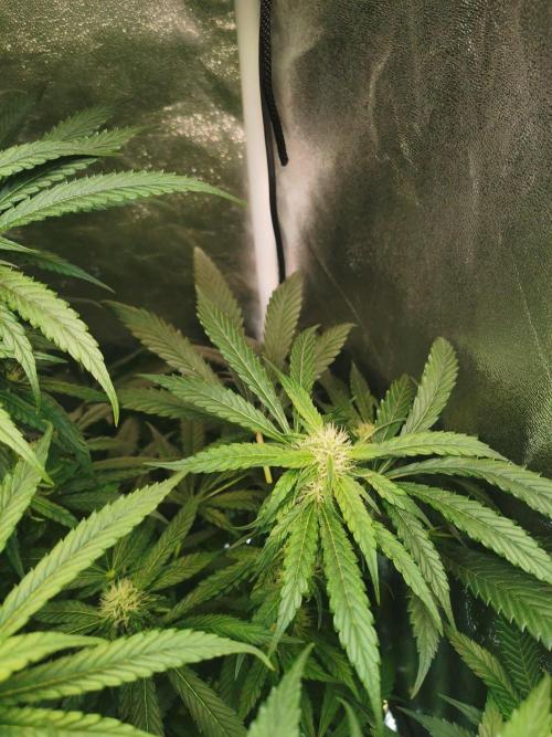 Tiger Style Dope Seeds Coco Grow. Week 9