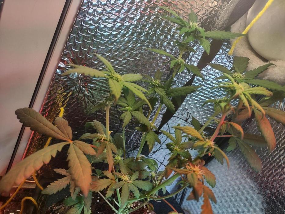 Growfarm1. Week 3
