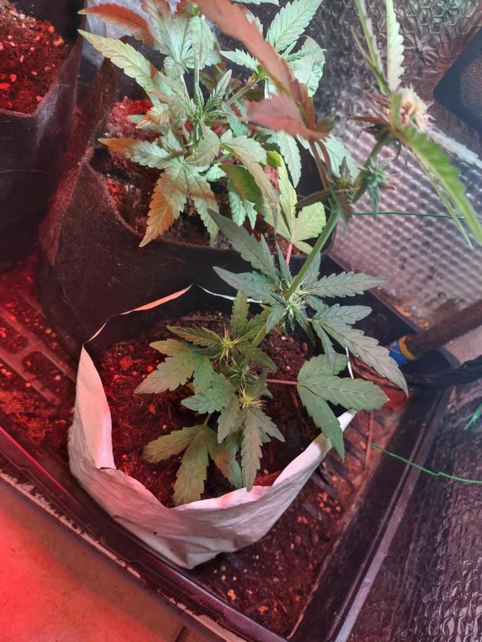 Growfarm1. Week 4 - Slurricane auto 