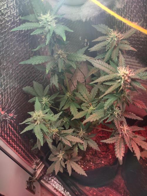 Slurricane Auto. Week 5