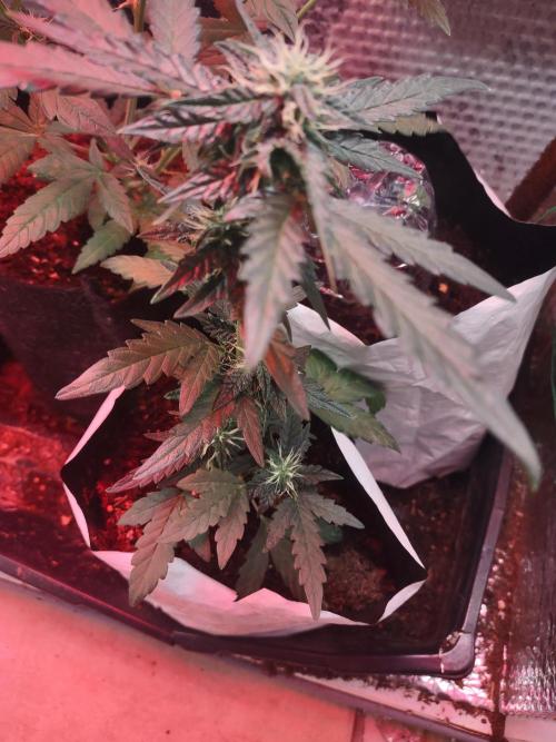 Slurricane Auto. Week 5