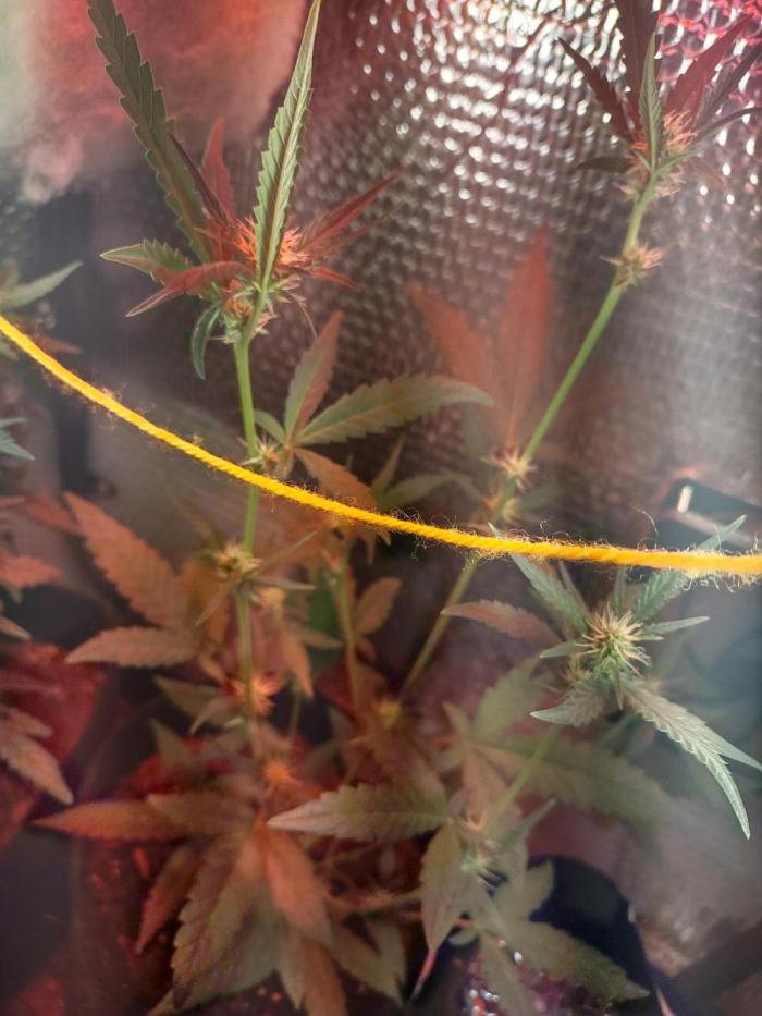 Laughing Buddha Auto. Week 1