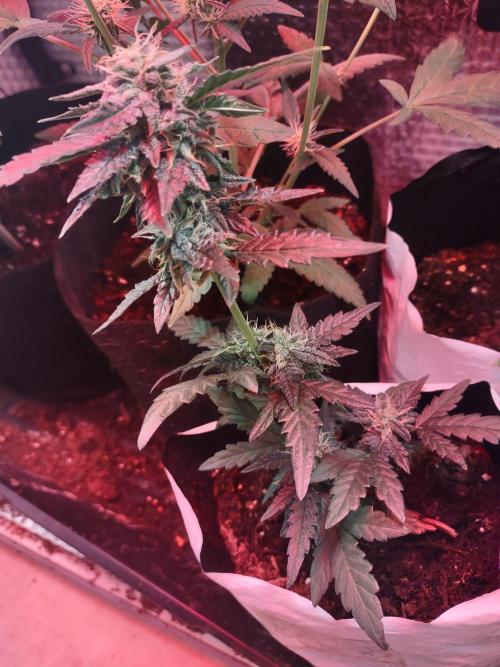Growfarm1. Week 6