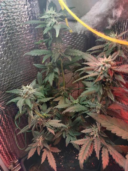 Growfarm1. Week 6