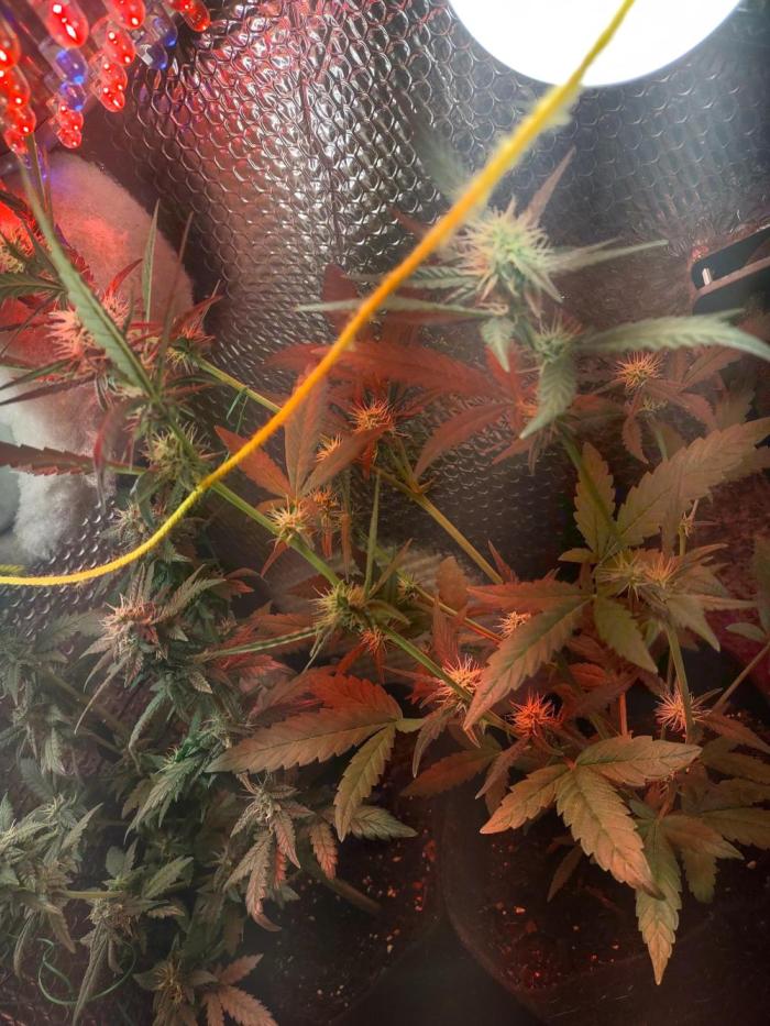 Laughing Buddha Auto. Week 2 - Week2 Flower 