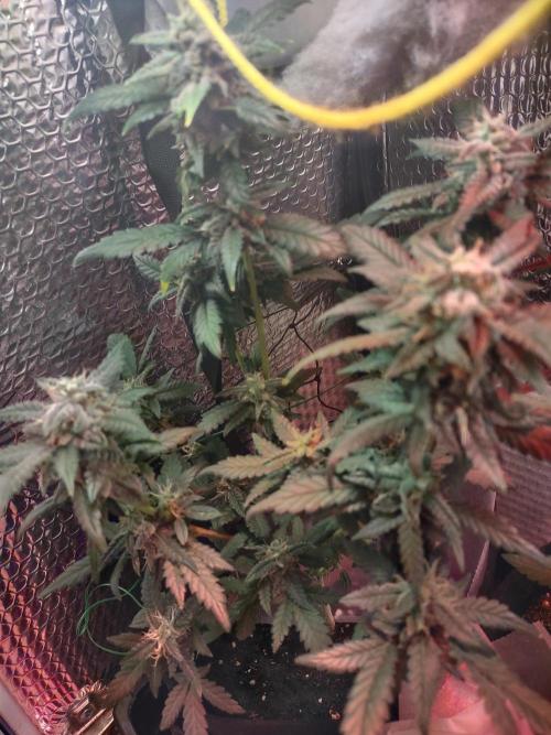 Slurricane Auto. Week 7