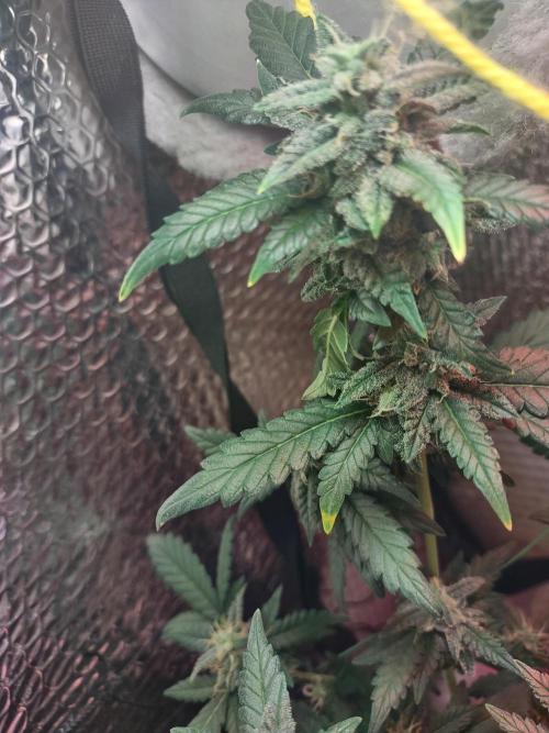 Growfarm1. Week 7