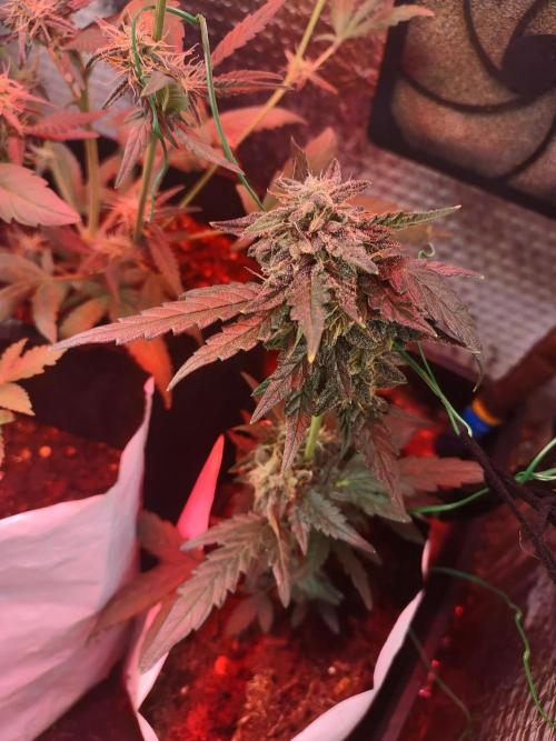 Growfarm1. Week 7