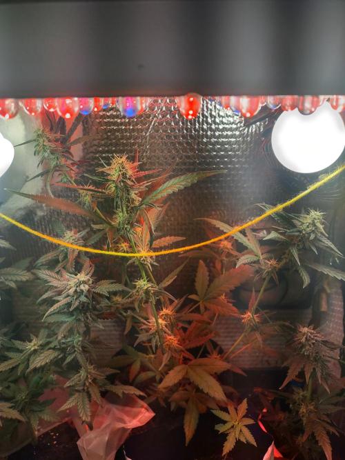 Laughing Buddha Auto. Week 3