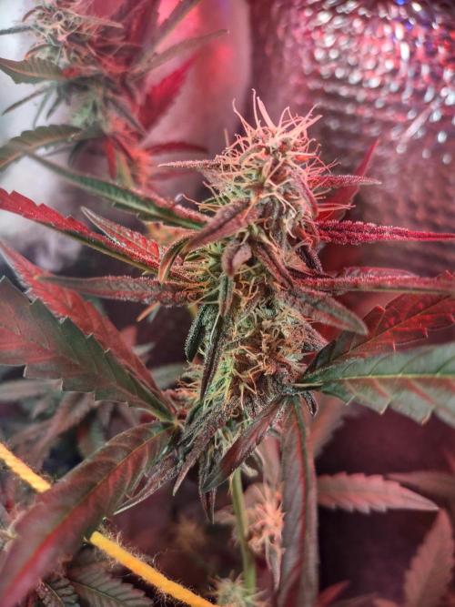 Laughing Buddha Auto. Week 3
