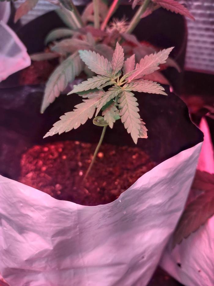 GDP Auto. Week 2