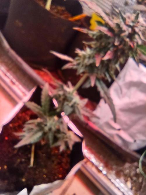 Slurricane Auto. Week 8