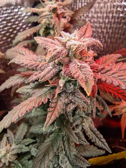 Growfarm1. Week 8