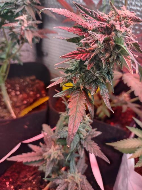 Growfarm1. Week 8