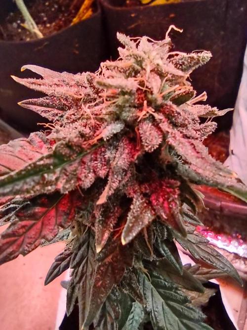 Growfarm1. Week 8