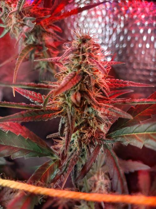 Laughing Buddha Auto. Week 4