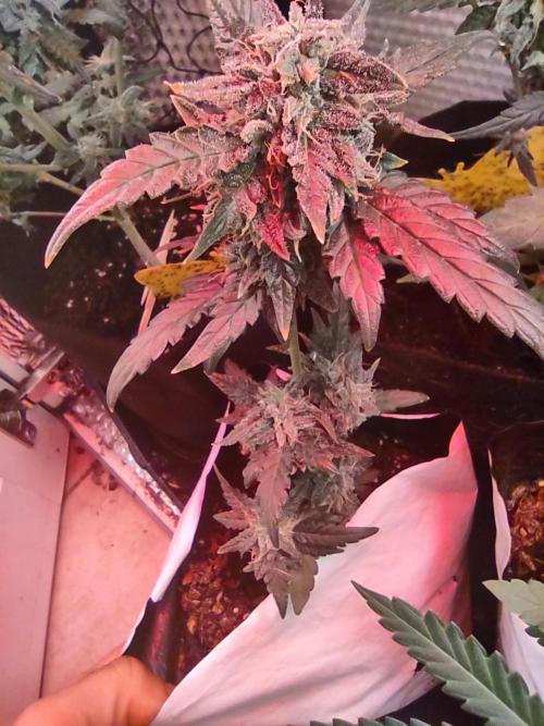 Growfarm1. Week 9