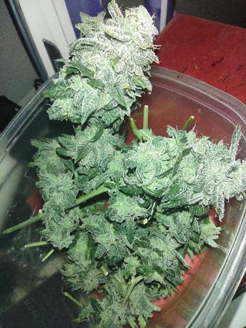 Growfarm1. Week 9