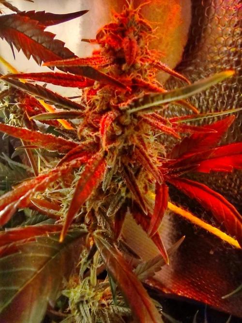 Laughing Buddha Auto. Week 5
