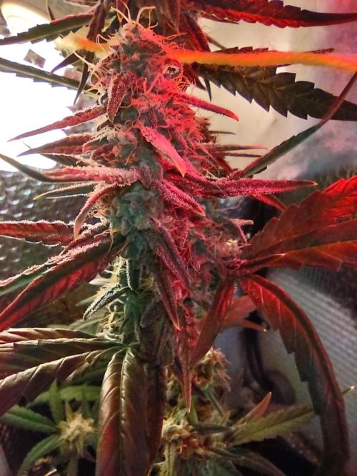 Laughing Buddha Auto . Week 6