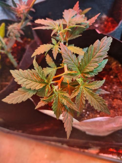 Granddaddy Purple Automatic. Week 5