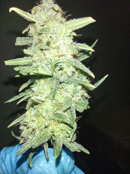 Laughing Buddha Auto . Week 8