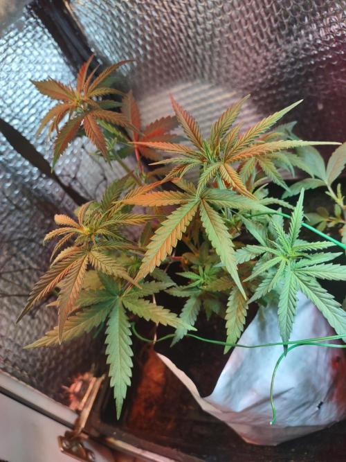 Granddaddy Purple Automatic. Week 7