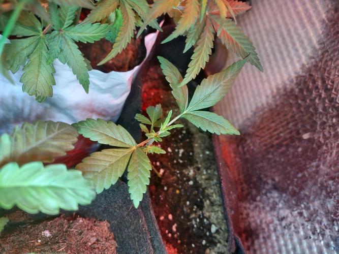 Animal Cookies x Super Silver Haze. Week 3