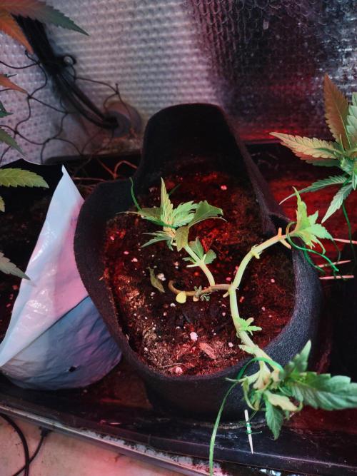 Animal Cookies x Super Silver Haze. Week 6