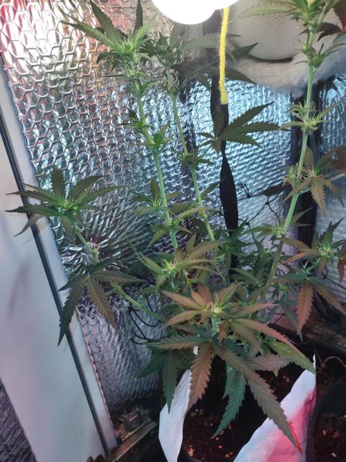 Granddaddy Purple Automatic. Week 10