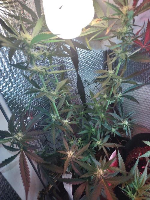 Granddaddy Purple Automatic. Week 11