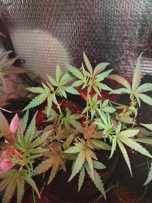 Animal Cookies x Super Silver Haze. Week 7