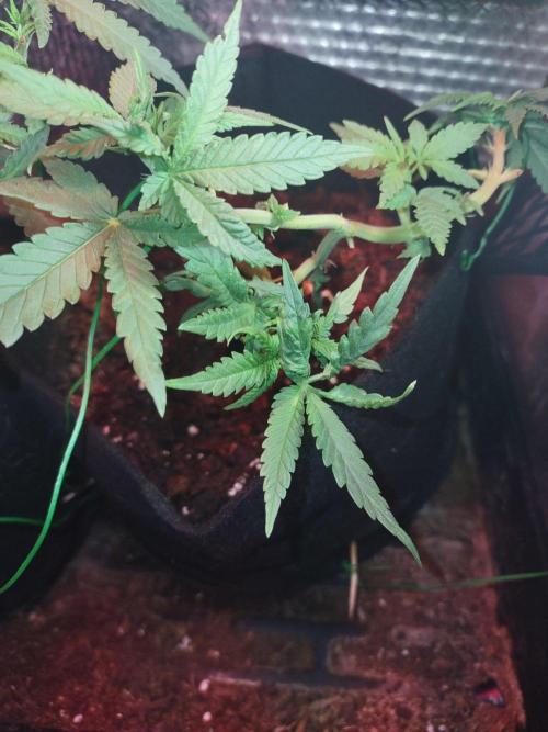 Animal Cookies x Super Silver Haze. Week 7