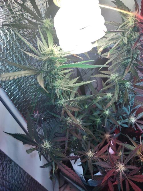 Granddaddy Purple Auto. Week 12