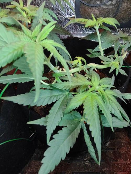 Animal Cookies x Super Silver Haze. Week 8