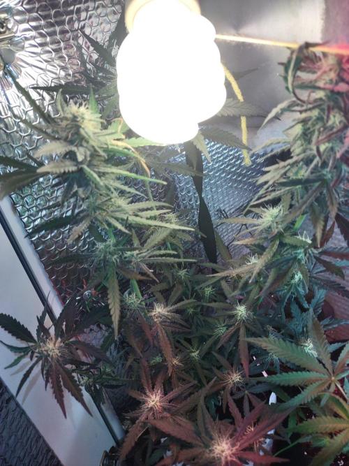 GDP Auto. Week 13