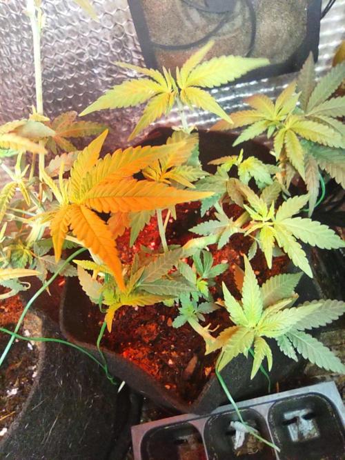 Animal Cookies x Super Silver Haze. Week 9