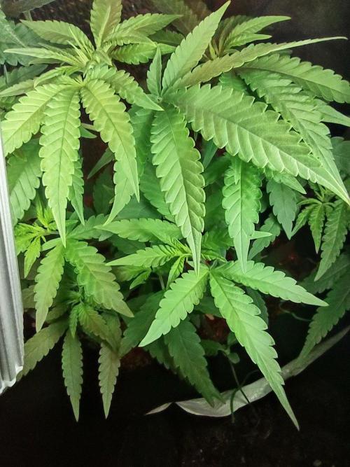 Animal Cookies x Super Silver Haze. Week 10