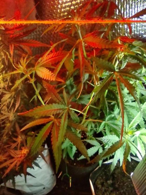 Animal Cookies x Super Silver Haze. Week 11