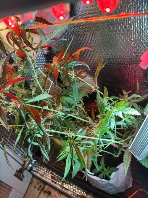 Animal Cookies x Super Silver Haze. Week 12