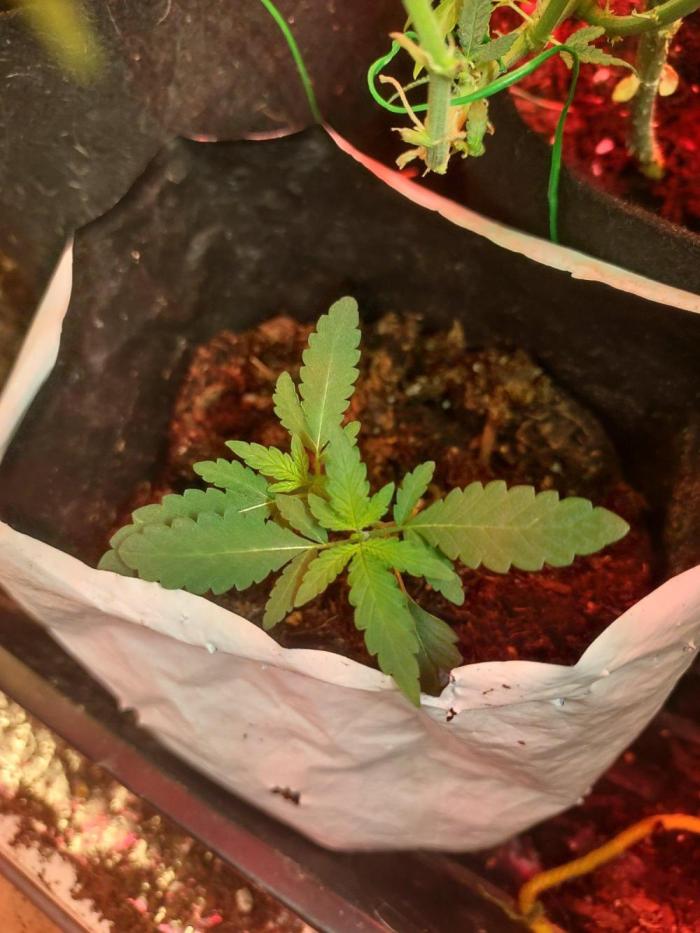 Pineapple Chunk Auto. Week 4