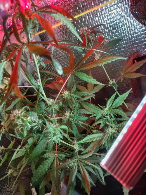 Animal Cookies x Super Silver Haze. Week 13