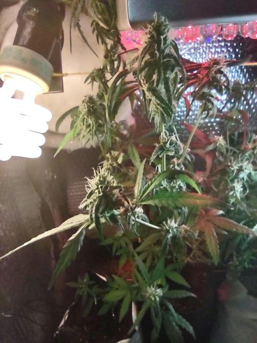 Animal Cookies x Super Silver Haze. Week 14