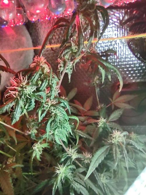 Animal Cookies x Super Silver Haze. Week 14