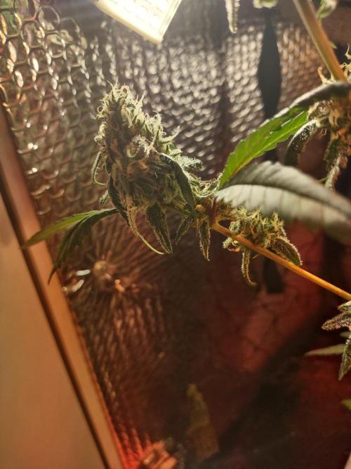 Quicksilver. Week 15