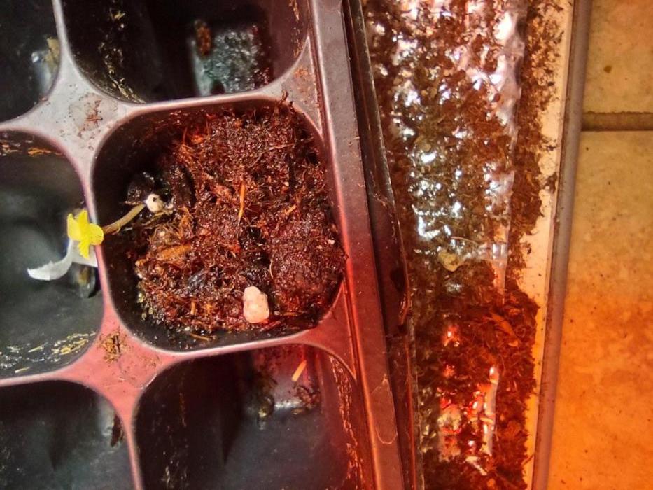 Pineapple Chunk Auto. Week 1