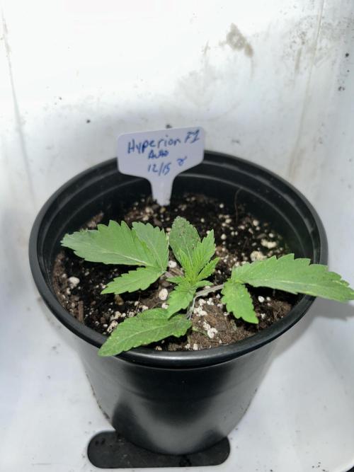 Autoflower 25-26. Week 2