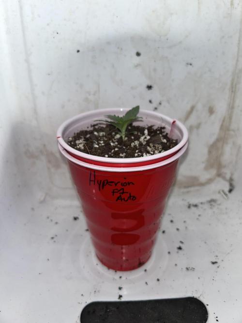 Autoflower 25-26. Week 2